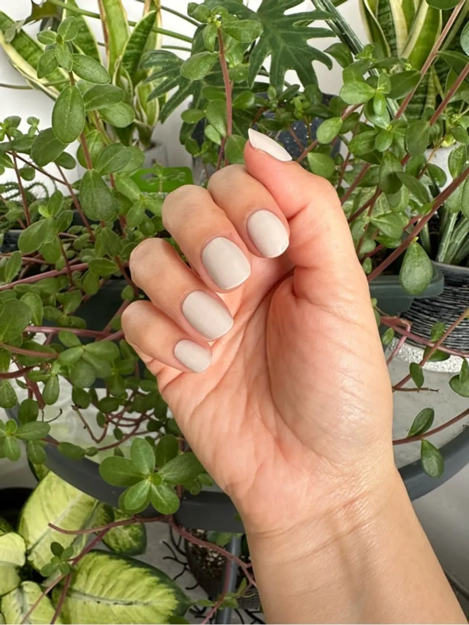 Semicurado s0184