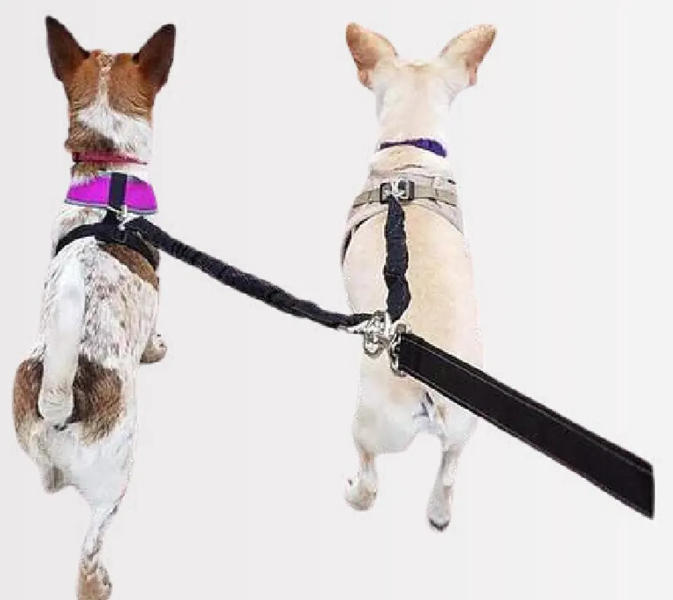 Correa para dos perros